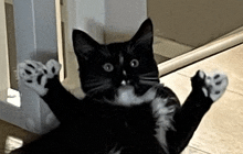 a black and white cat laying on its back with its paws outstretched