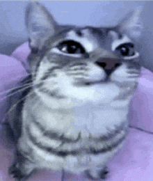 a close up of a cat sitting on a pink pillow looking up at the camera .