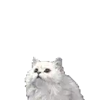 a white cat with black eyes is standing on its hind legs .