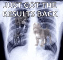 an x-ray of a dog 's lungs with the words `` just got the results back '' written on it .