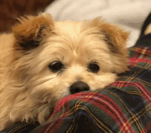 a small brown and white dog laying on a plaid blanket