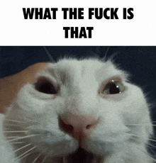 a close up of a cat 's face with the words what the fuck is that below it