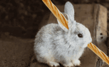 a rabbit with a stick in its mouth looking at the camera