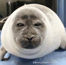 a close up of a seal with the caption cozy_p3nguin on the bottom