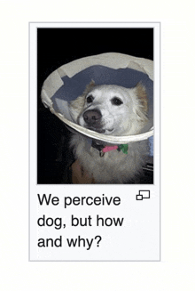 a picture of a dog with a cone on its head and the words we perceive dog but how and why