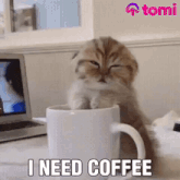a kitten is sitting in a cup of coffee .