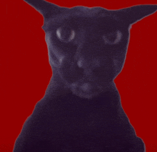 a black cat is against a red background and looking at the camera