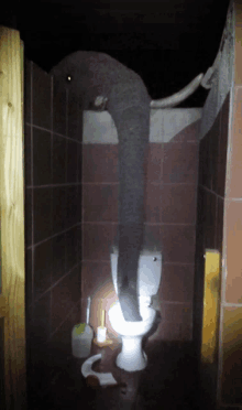 a toilet in a bathroom with an elephant hanging from the wall above it