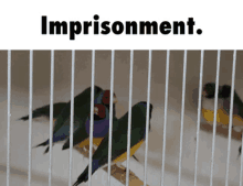 a picture of birds in a cage with the words imprisonment above it