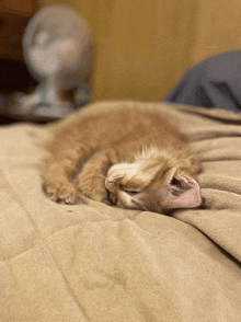 a kitten is sleeping on a blanket on a bed