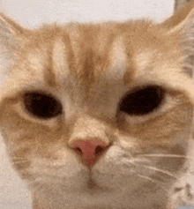 a close up of a cat 's face with a red nose and black eyes looking at the camera .