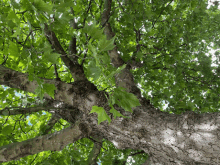 looking up at the branches of a tree with lots of green leaves