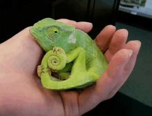 a person is holding a small green chameleon