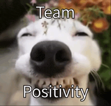 a close up of a dog 's nose with the words team positivity written on it