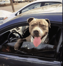 a dog with a pink tongue sticking out is sitting in the driver 's seat of a car