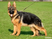 a german shepherd puppy on a leash is standing in the grass .