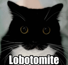 a black and white cat with the word lobotomite on the bottom right