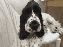 a black and white dog sitting on a white chair