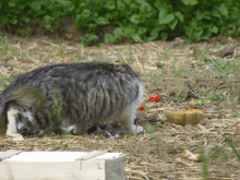 a cat is eating a tomato in a field