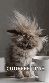 a fluffy kitten is sitting next to a cup of coffee with its fur blowing in the wind .