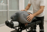 a man is petting a pigeon on a bench with tiktok written on the bottom right