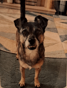 a small brown and white dog standing on a rug with its mouth open