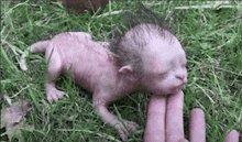 a baby monkey is laying in the grass with a person 's hand .