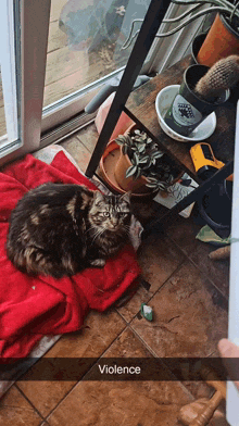 a cat is laying on a red blanket next to a shelf with potted plants and a sign that says violence