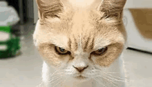 a close up of a cat 's face with an angry expression .