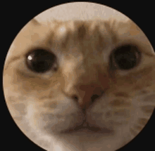 a close up of a cat 's face in a white circle