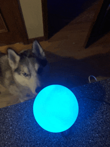 a husky dog looking at a blue light on a counter top