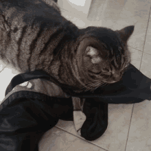 a cat is laying on top of a pair of black socks