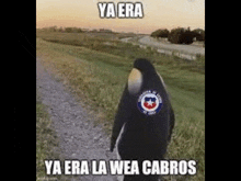 a penguin is walking down a path in a field with a patch on its back .