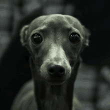 a close up of a dog 's face with a dark background