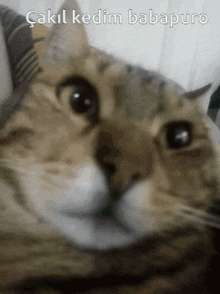 a close up of a cat 's face with the words " çakil kedim babapuro " written above it