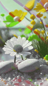 a white daisy is surrounded by rocks and flowers