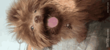 a brown dog with its pink tongue sticking out is being photographed by a vivo mobile camera