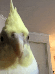 a close up of a cockatiel with a yellow beak looking at the camera .