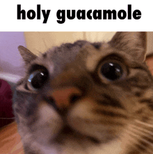 a cat is looking at the camera with the words holy guacamole above it