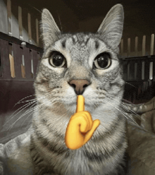 a cat is making a shhh sign with its finger