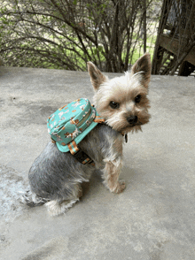 a small dog wearing a backpack is sitting on a sidewalk