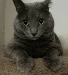 a gray cat with yellow eyes laying on the floor