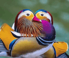 a couple of colorful birds standing next to each other with their heads together