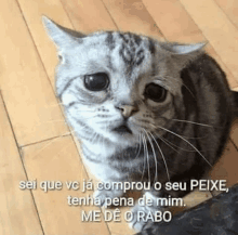 a cat is sitting on a wooden floor and looking at the camera with a caption in a foreign language .