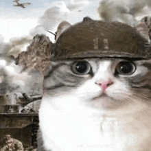 a cat wearing a military helmet is looking at the camera