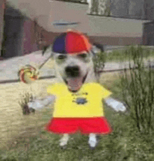 a dog wearing a colorful hat and holding a lollipop .