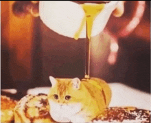 a cat is laying on a table with honey being poured over it