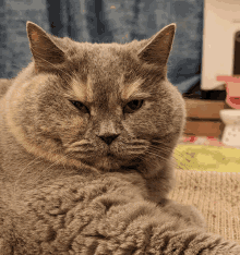 a close up of a gray cat with a serious look on its face