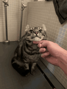 a person petting a cat in a bathroom with a tiled wall behind it