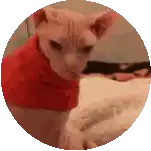 a hairless cat is wearing a red shirt and looking at the camera in a circle .